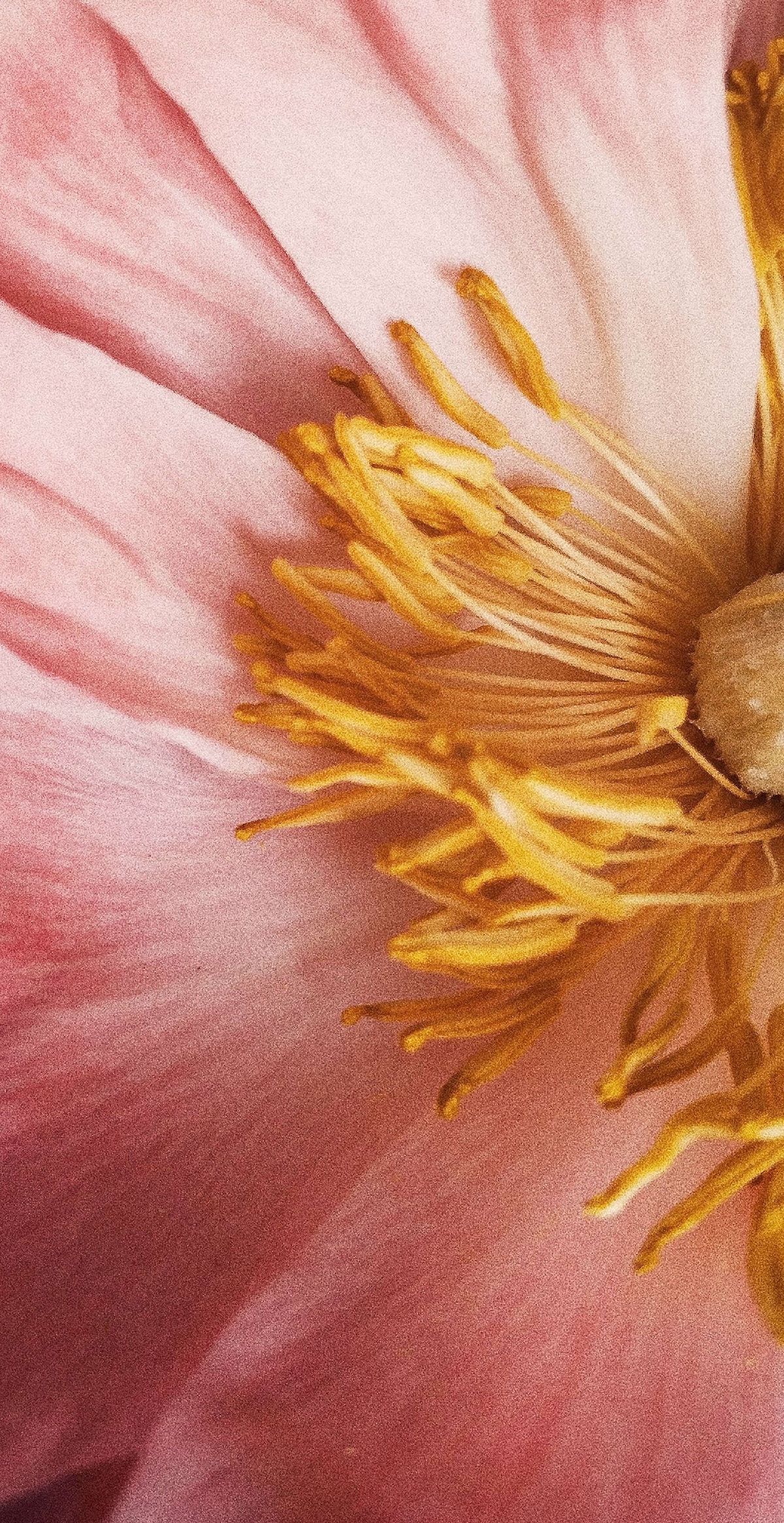 Can You Get Strep from Oral Sex